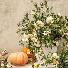 Camellia sas. White 15cm