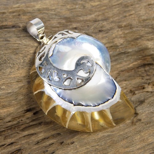 Large clear nautilus shell - large,