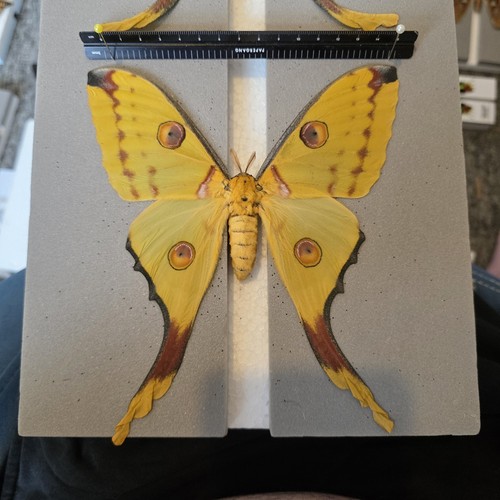 Argema mittrei the comet - comet, moth