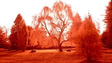 Aerochrome Infrared filter