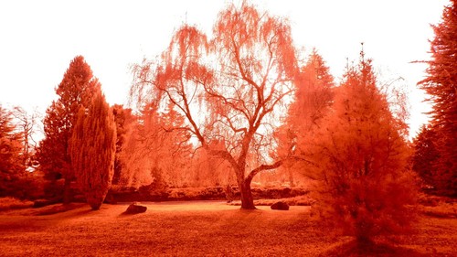 Aerochrome infrared filter - infrared,