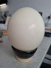 Pre-owned blown Ostrich Egg