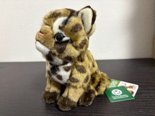 Real Stuffed Iriomote wild cat