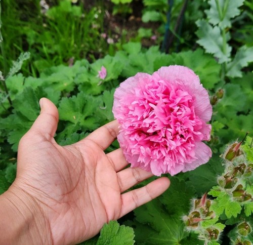 Poppy rose pink peony - pink,