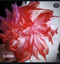 Rare  Schlumbergera 'Double