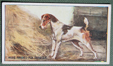 WIRE HAIRED FOX TERRIER