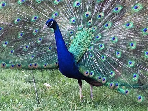 Mixed variety peacock - 5, /