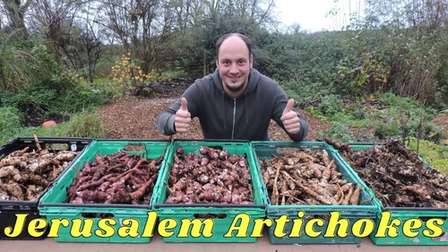 Jerusalem artichoke mega mix - artichoke,