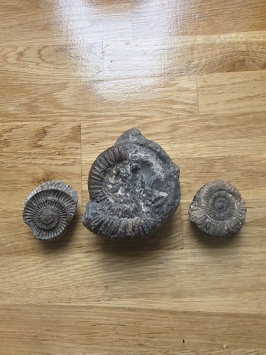 Collection ammonite - 3,