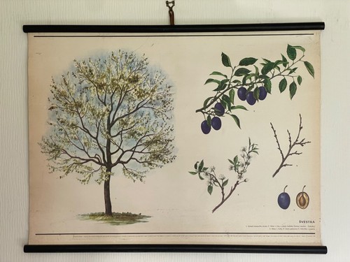 Vintage plum tree - plum, boanical