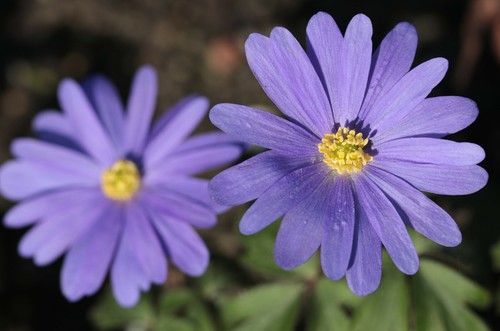 Anemone blanda blue shades - anemone,