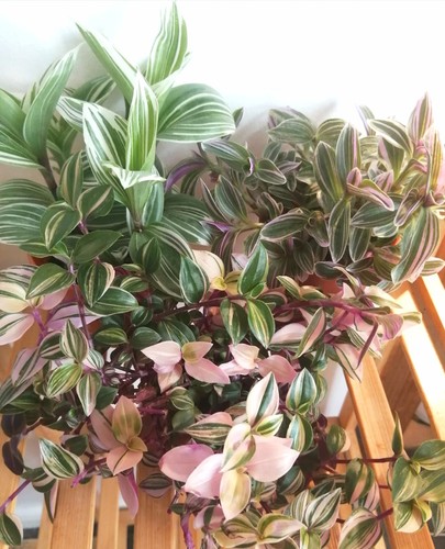 Tradescantia plants