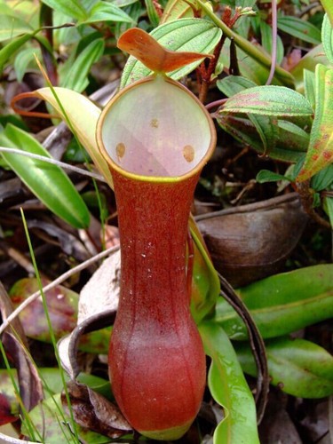 Seeds nepenthes - of,