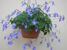 Pretty Mauve Trailing