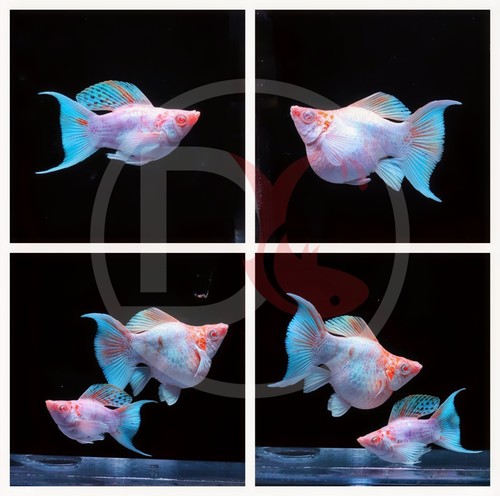 2pair molly albino sakura - 2pair,