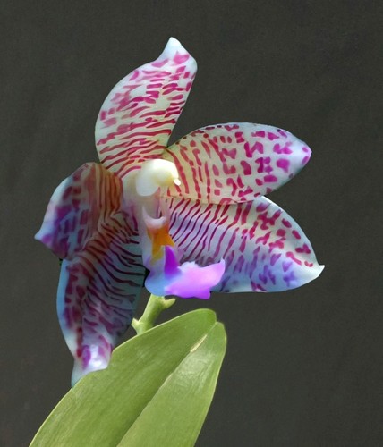 Phalaenopsis adri witanta - adri,