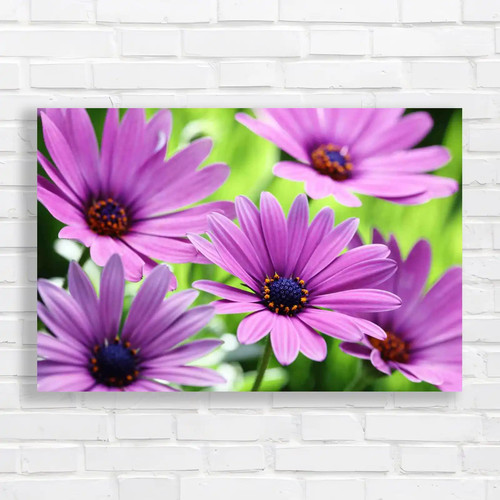 Detailed close daisy - close,