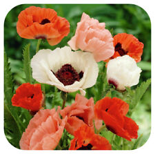 Papaver orientale 'Pizzicato Mixed' x 6 Large Plug Plants Hardy Perennial Poppy