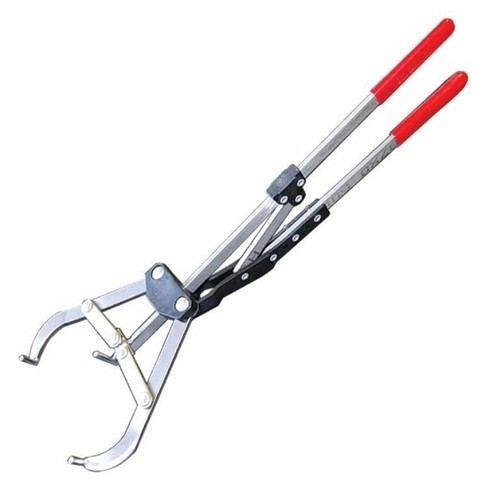 Tri bander castrate bulls - tri,