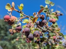 UTAH SERVICEBERRY -