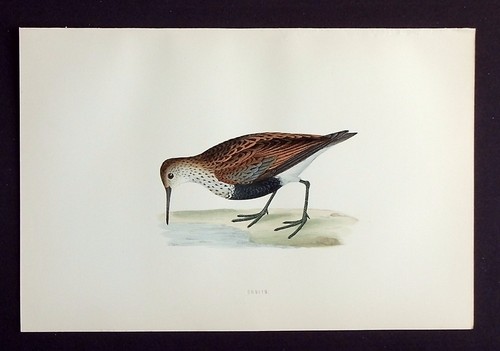 Dunlin original antique bird - dunlin,,