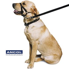 Dog Head Collar Halter Ancol