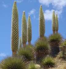 Puya raimondii giant - puya,