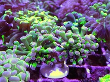 4 Head Hologram Hammer Coral Marine Aquarium LPS Hard Coral