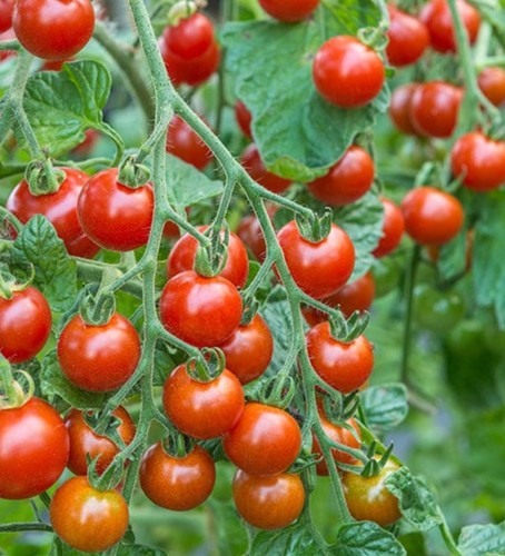 Tomato sweet million - f1, 1