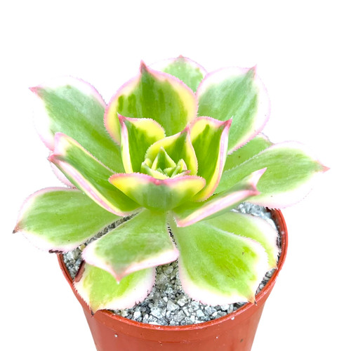 Aeonium sunburst uk grown - uk,