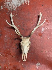 Wild Scottish Red Stag Antlers