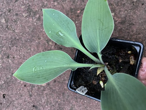 Hosta dewed steel - hosta,