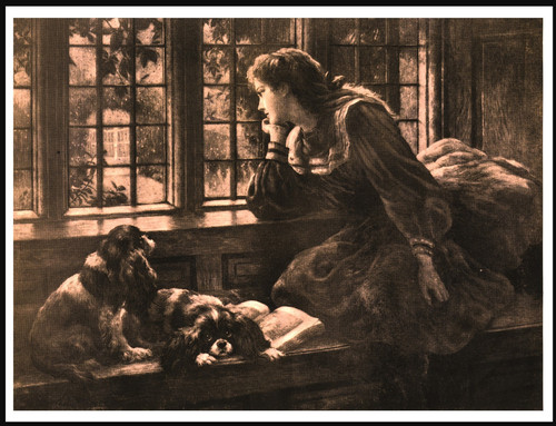Cavalier king charles - cavalier,