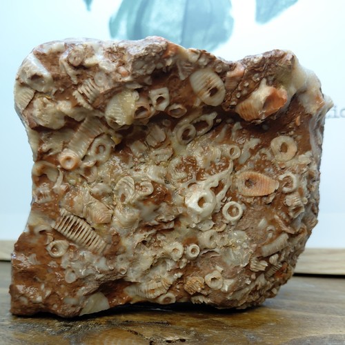 1535g crinoid coral agate - crinoid/coral,