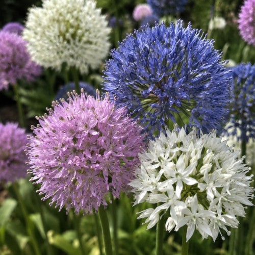Allium small flowering mix - allium,