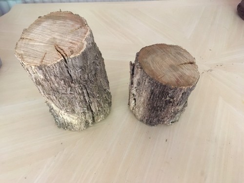 Oak wood tree piece - tree,