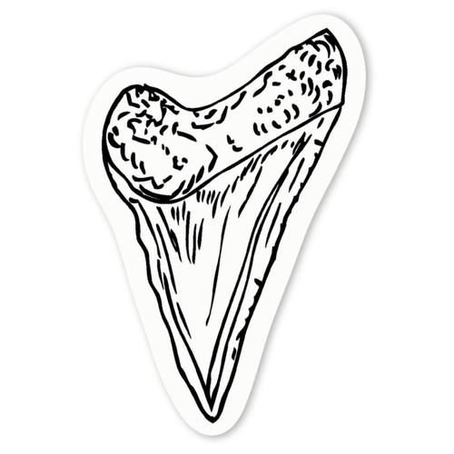 Shark tooth white - 'shark,