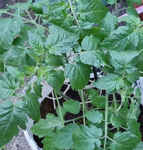 Heavy cropping gardeners - heavy,