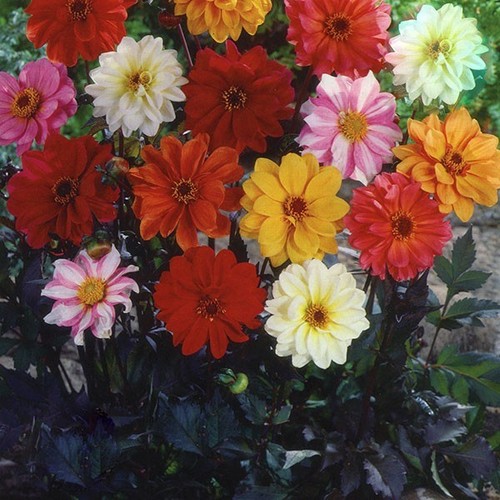 Flower dahlia red - skin, mixed