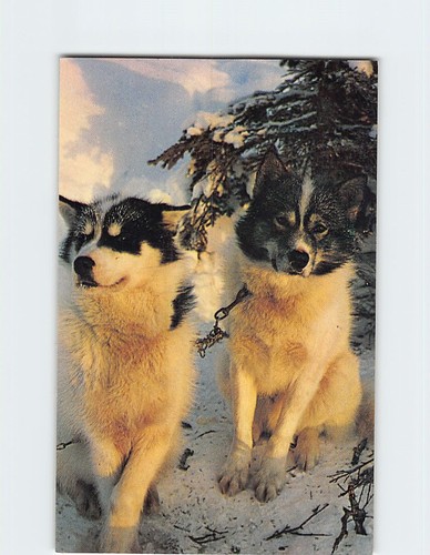 Postcard alaskan husky sled - husky,