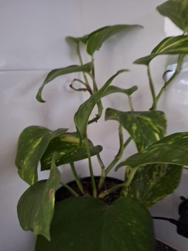 Devils ivy golden pothos - golden,