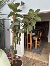 Rubber Plant