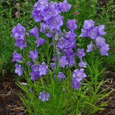 Campanula Persicifolia -Blue