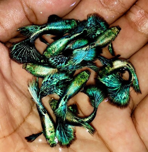 Pair live aquarium guppy - 1,