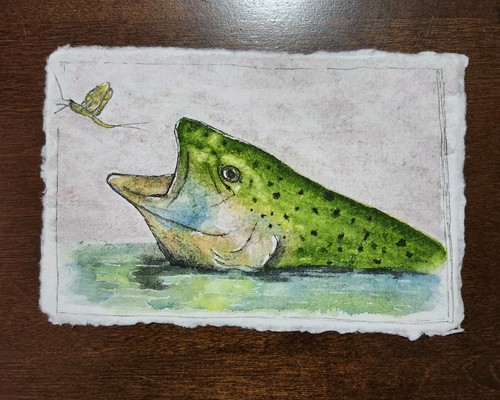Rainbow trout fish mayfly - &,