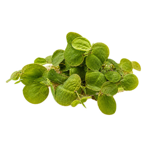 Red root floater phyllanthus - floater, (phyllanthus
