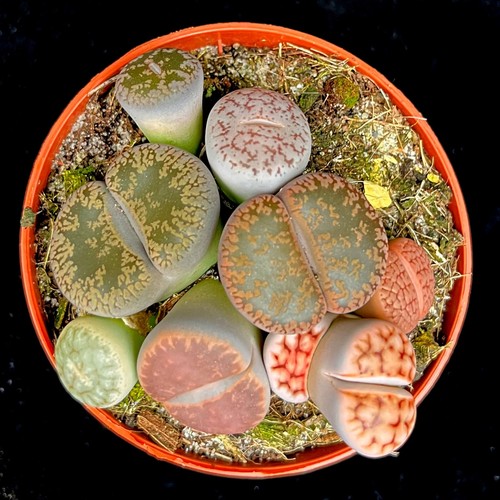 Mixed lithops variety living - mixed,
