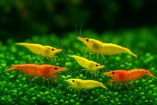 Yellow orange live - &,