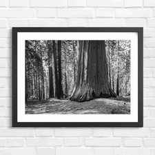 Massive Redwood Tree Trunk