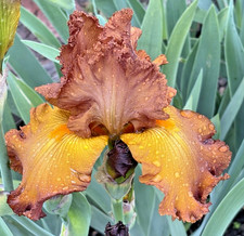 Bearded iris germanica - bearded,